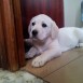 Duna con 2 meses